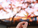 【柚子的初次日本之旅】抱着单反 踩着秋天的尾巴：京都，大阪，奈良 8天独自慢游