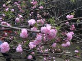 2017珠海一棵树樱花节1月28日开园