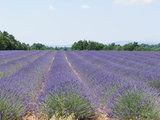 浪漫潜逃 - 巴黎-尼斯-Eze-摩纳哥-圣十字湖-Valensole-阿维尼翁-圣托里尼-雅典(在6年后终于完成了）