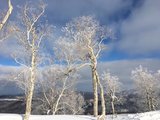 【雪国一片白茫茫】2017年1月北海道滑雪温泉之旅