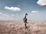 2017年春节坦桑尼亚、乌干达、卢旺达Safari+文化探索+大湖游览的重点Tips