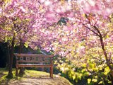 体验报告专用 | 这个樱花季，我和TA在京都的和服故事……