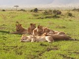 2017春节肯尼亚Safari+迪亚尼海滩亲子之旅 游记篇