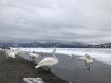 冬游北海道屈湖路湖（看天鹅）