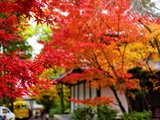 日本红叶行（京都、大阪、奈良、东京）