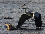 英摄影师拍下母鸭试图从鹭嘴救小鸭过程