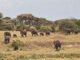 草原上的蜜月行：坦桑尼亚safari+桑给巴尔岛