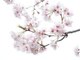 假装在日本：湾区赏樱的正确打开方式