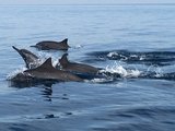 小明看世界——在巴厘岛追逐着跃动的海豚（20161101-20161102，印度尼西亚）
