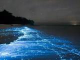 塔州海滩现罕见奇观，会发光的海水刷爆Instagram！