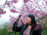 小红鱼游台湾（二）——阿里山最美樱花