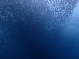 用一百种姿势潜入大海——Bohol不薄荷，在墨宝看沙丁鱼。纪念补考没过关的自由潜课程（已完结）