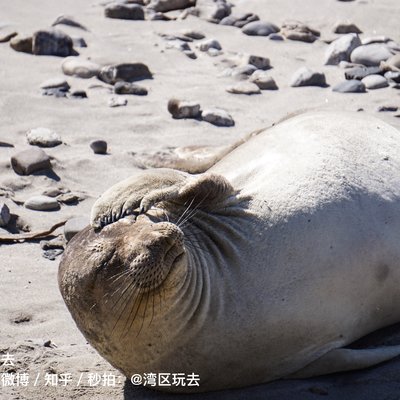 象海豹的一生 从一号公路边的这个沙滩开始 美国 自驾 户外运动 论坛 穷游网