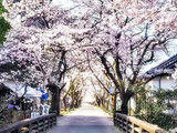 九州赏樱特集，三月去九州赏樱吧！