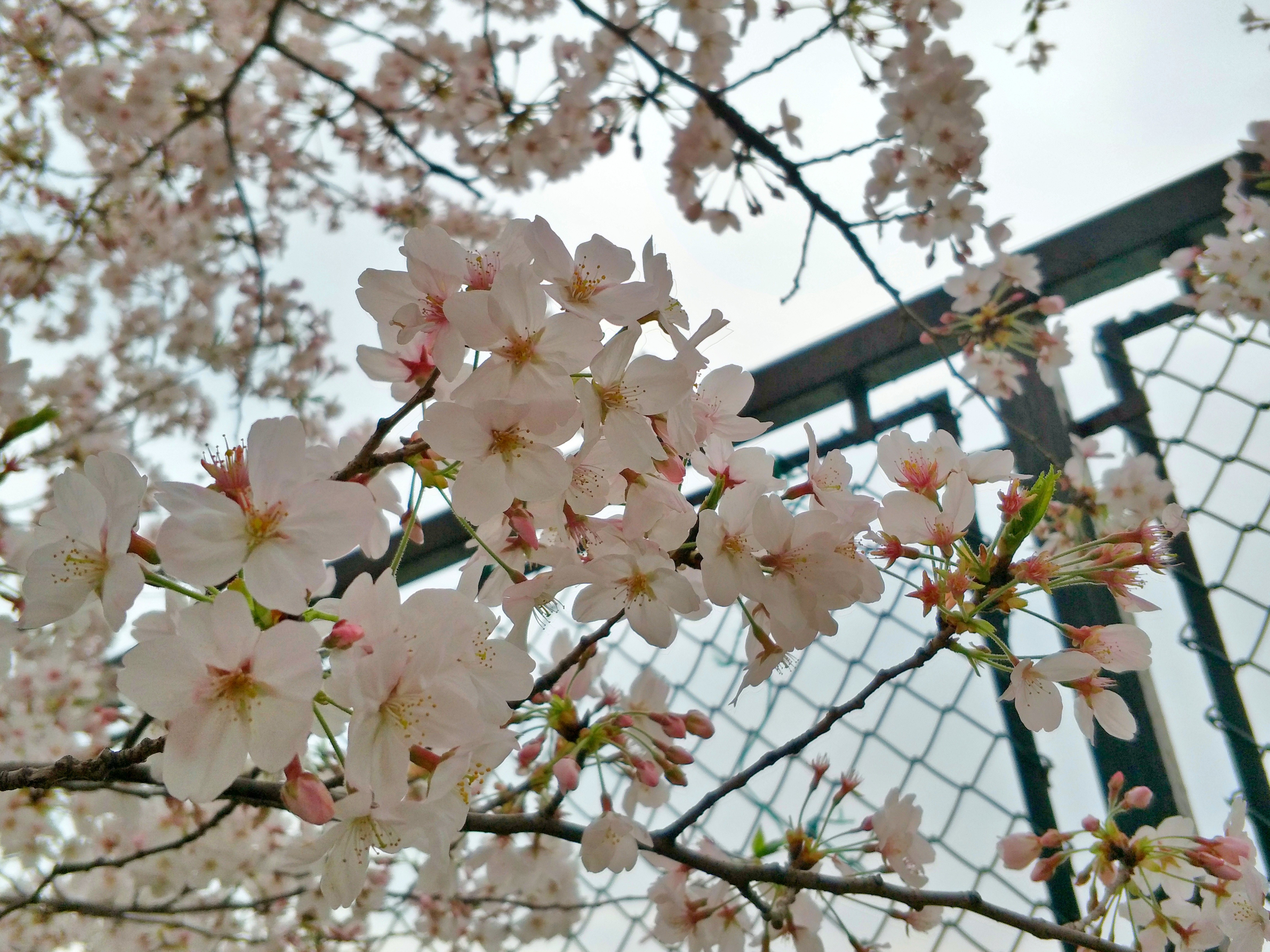 四平路樱花图片