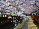 樱花与我结伴同游~釜山、镇海篇