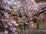 2017日本关西樱花最新攻略，众多小众赏樱点以及大阪环球影城一日游