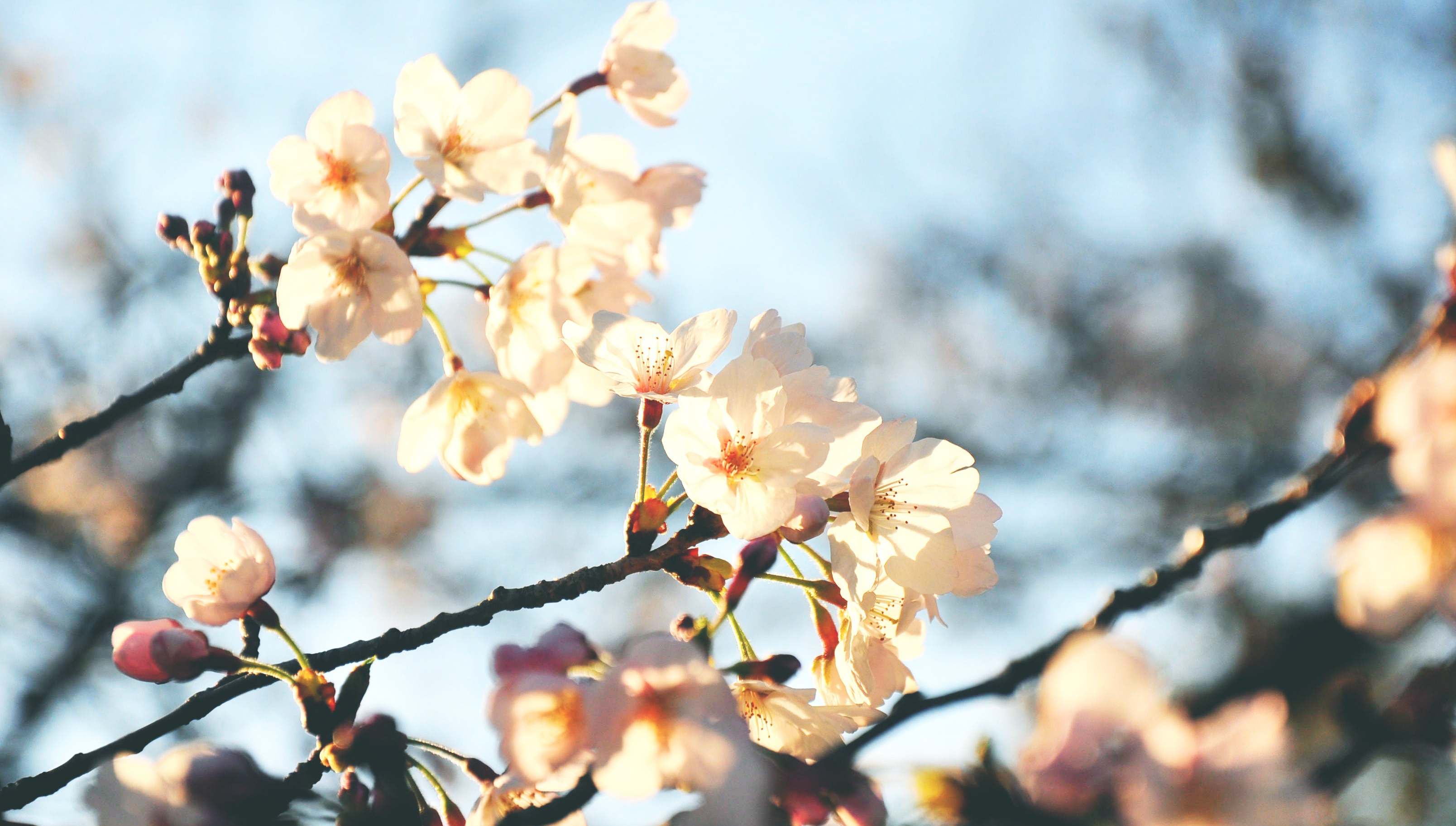 最美不过人间四月天 日本中部小清新之旅 名古屋 高山 下吕 犬山 樱花 温泉和买买买 日本 旅行购物 论坛 穷游网