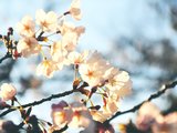 【最美不过人间四月天】日本中部小清新之旅（名古屋、高山、下吕、犬山）——樱花、温泉和买买买