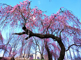 #醉美樱花季 有R9s手机拍照更清晰# 【预约樱花雨】美东美中樱花雨。