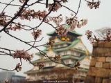 【预约樱花雨】带着妈妈去旅行——2017年4月京都大阪奈良有马赏樱9天【完结】