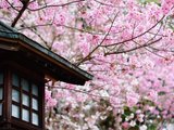 日本小众线路-濑户内海发现，赏樱之旅（5天4晚性价比超高之旅）