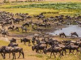 野生动物在哪里 | 坦桑尼亚9日行记（全文完）