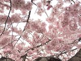 我们彡对世界过敏之赏樱夜访霓虹国（京都、奈良、大阪）