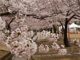 【预约樱花雨】浪漫四月樱花季我与大V的日本行-广岛、尾道（骑行）、大久野岛、琴平、姬路