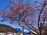 【预约樱花雨】东北赏雪，河津赏樱