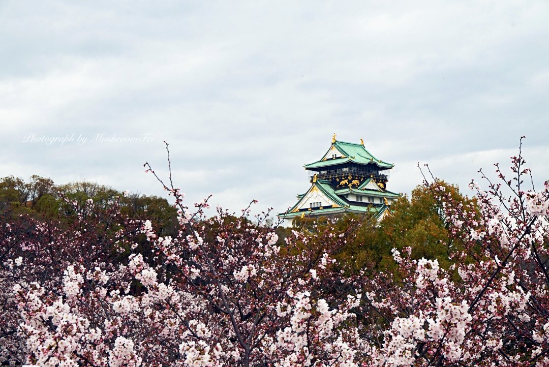 预约樱花雨 带上爸妈慢慢走 关西十日追樱之旅 深度京都慢行 赏樱 美食 奥莱买买买 初帖已加精 感谢支持 日本 带父母旅行