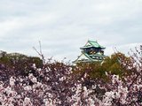 【预约樱花雨】带上爸妈慢慢走，关西十日追樱之旅（深度京都慢行，赏樱、美食、奥莱买买买。初帖已加精，感谢支持^^）