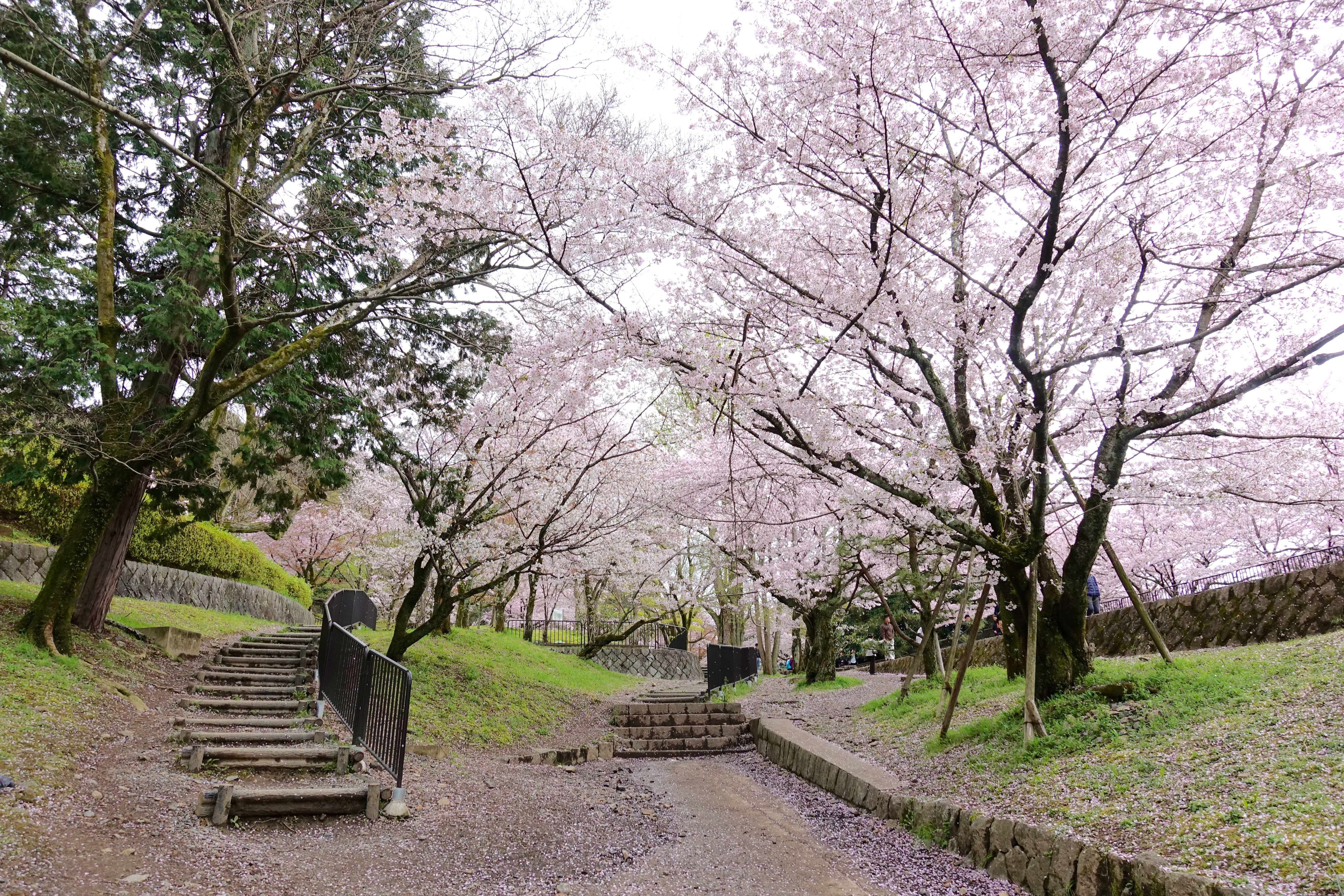 预约樱花雨 2017春京都 吉野山赏樱一人游 吉野山干货攻略 日本 旅行购物 穷游折扣 论坛 穷游网