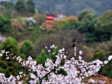 京都四月