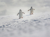 在南极，做了一个美梦！