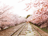 樱の宴 --日本赏樱之旅