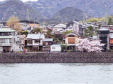 去关西，邂逅樱花季17年4月京都宇治赏樱