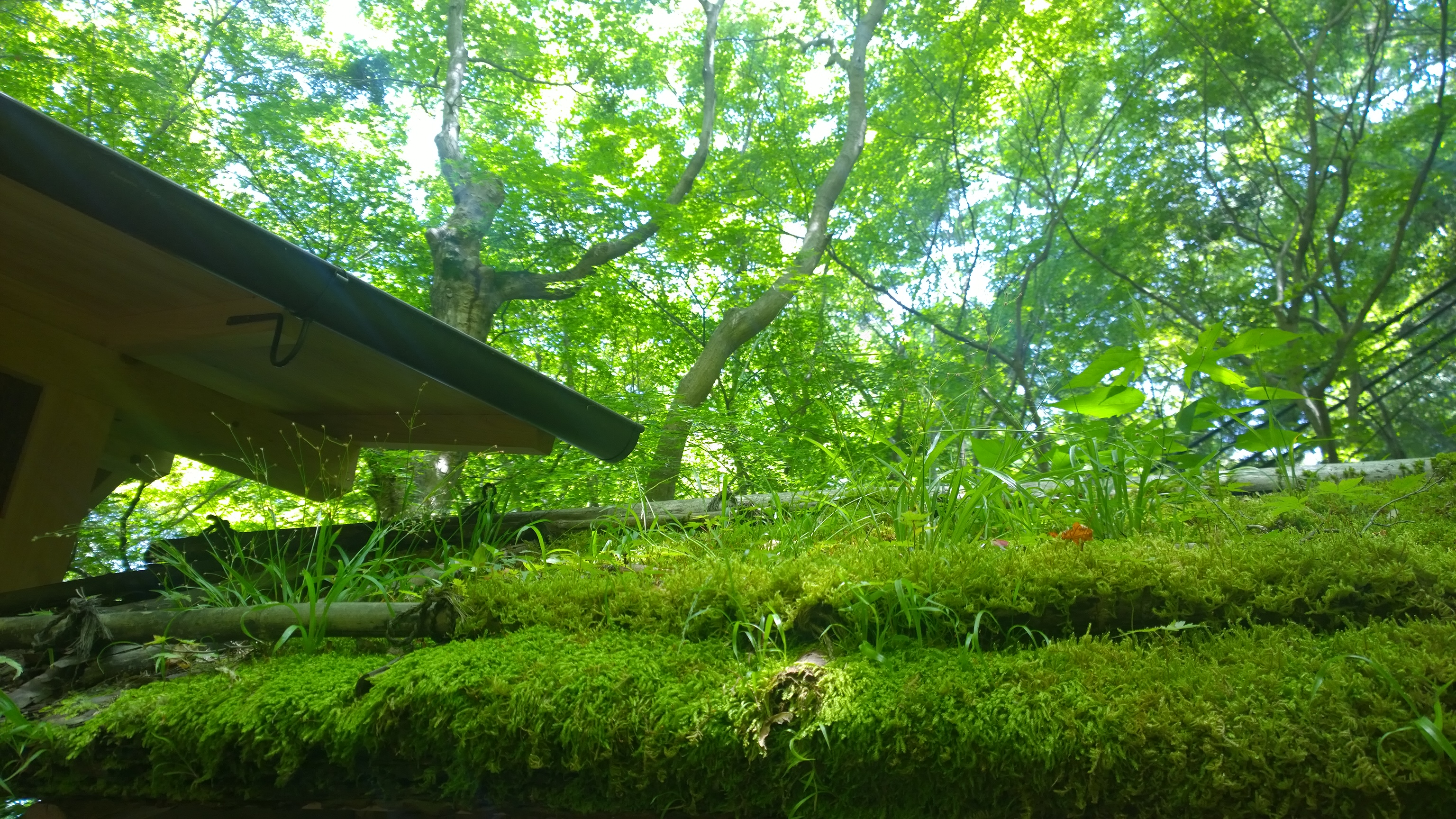 祇王寺景点观光攻略 祇王寺地址 祇王寺门票查询预订 穷游网移动版