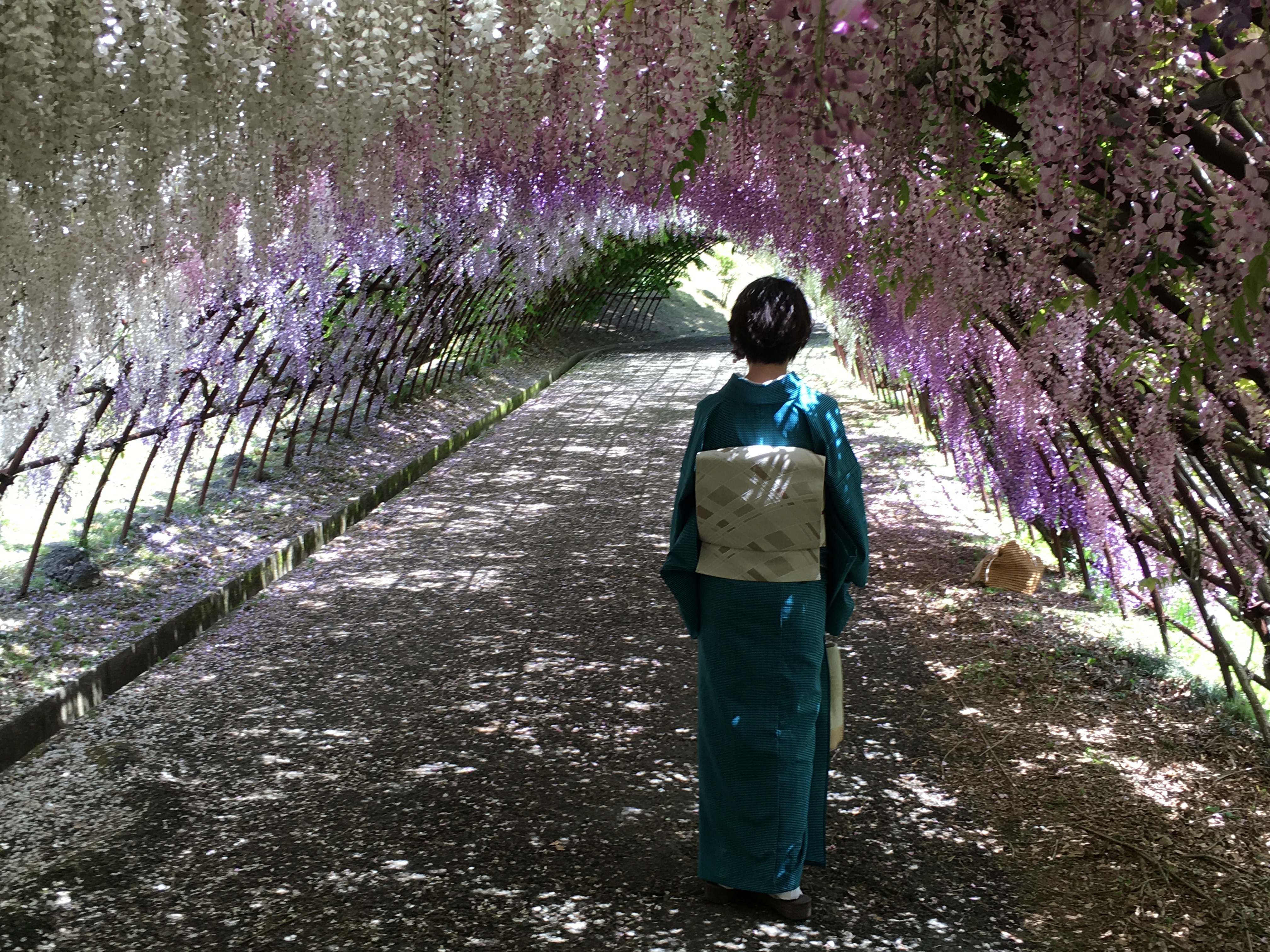 闹哥闯日本 梦幻紫的5月初北九州 熊本 天草群岛 黑川温泉 由布院 河内藤园 门司港 日本 带孩子旅行 论坛 穷游网