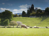 【心旅】新西兰超人气景点——爱歌顿农场