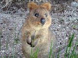 悉尼塔加龙动物园有短尾矮袋鼠吗?