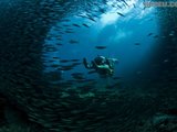 来自海底的镜头－菲律宾Moalboal沙丁鱼风暴视频