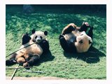 【初探东瀛】一个重度熊猫痴汉的关西赏枫之旅