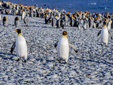 我和标配人生渐行渐远-南极进南极圈超级大环线23天行(全景图片签约摄影师）