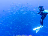 帕劳，蔚蓝之下~深潜~航拍~鲸鲨~鹰鳐~你没见过的 Palau，都在这里~（0917 更新完毕~）