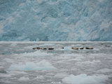 阿拉斯加Seward出海赏鲸看冰川#旅游视频#
