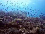 【暴走珊瑚海】无可救药中了你的蓝毒，上帝的后花园-卡比劳（Cabilao）世界最美的珊瑚海
