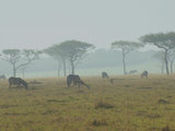动物王国肯尼亚