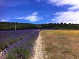 【声音日记】在普罗旺斯的薰衣草田散步