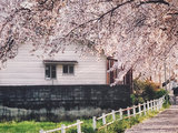 【完结】周游日本 | 只为那一刻花开：27天关西樱花季，柯南巡礼。海量美图+游记攻略+小众景点推荐+盘点那些樱花套路。